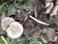 Korai porhanyósgomba (Psathyrella spadiceogrisea), Vértes